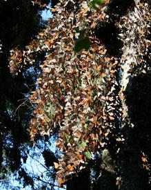 Monarch Monitoring Project (WWF-Mexico) | The North American Butterfly ...